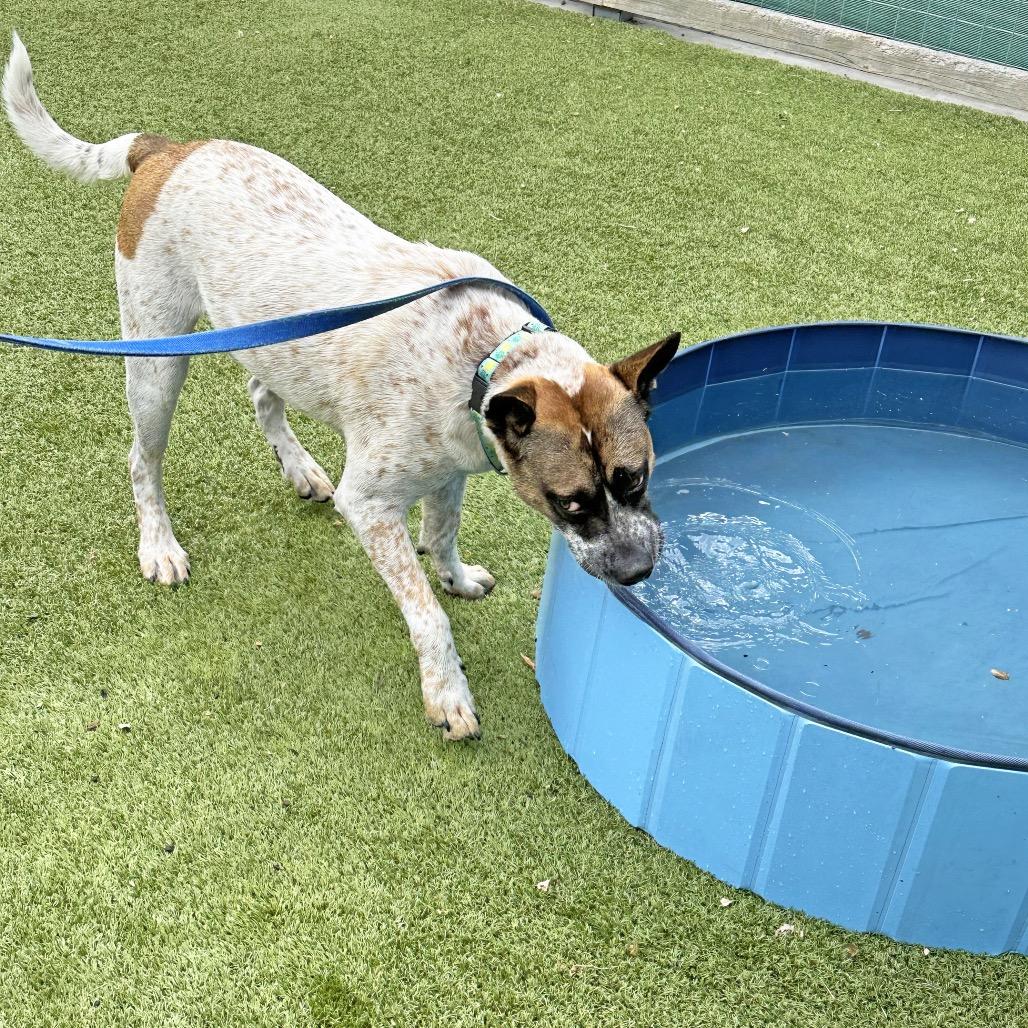 Enlarge Yarrow, a Adoptable Mixed Breed in Hailey, ID image 3/6