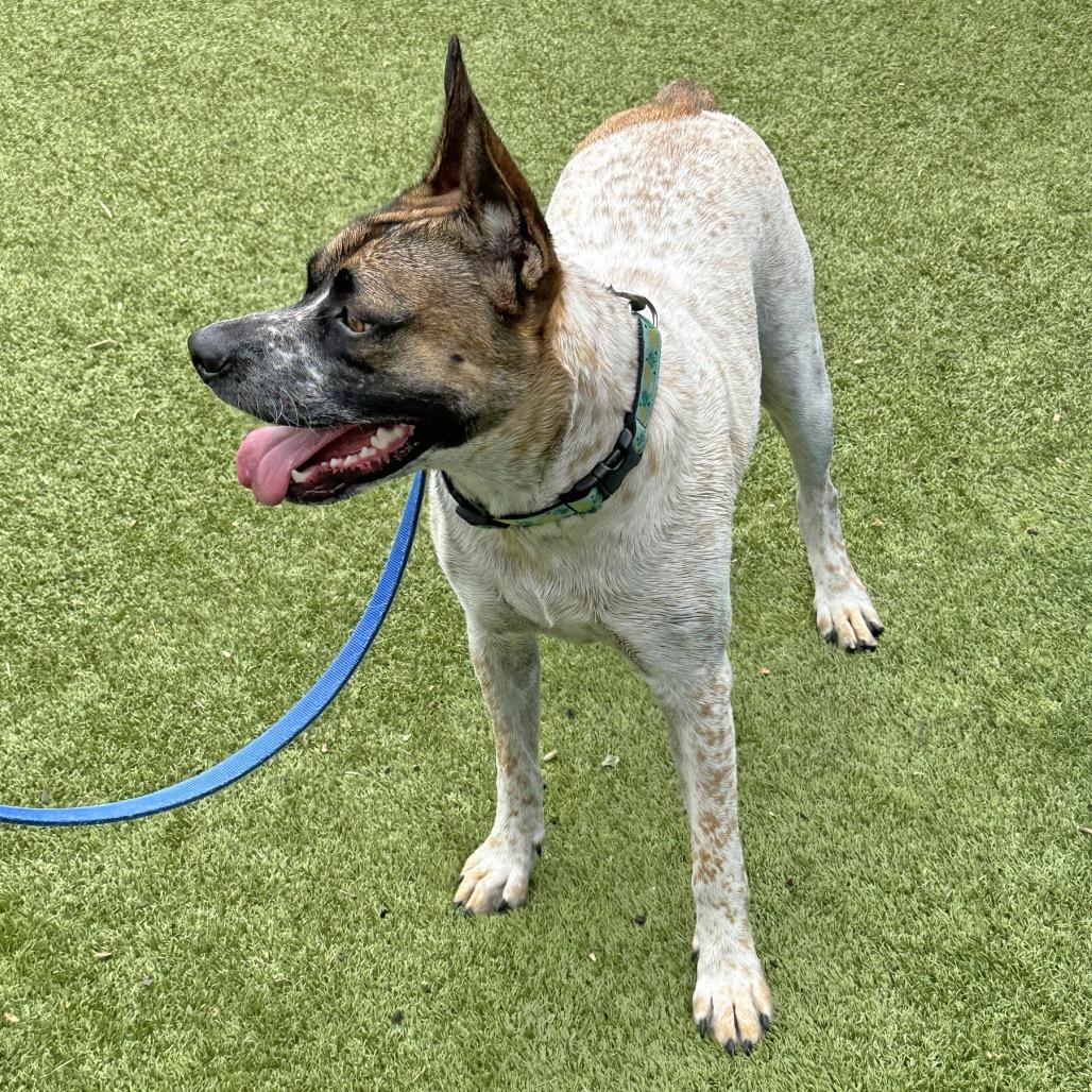 Enlarge Yarrow, a Adoptable Mixed Breed in Hailey, ID image 4/6