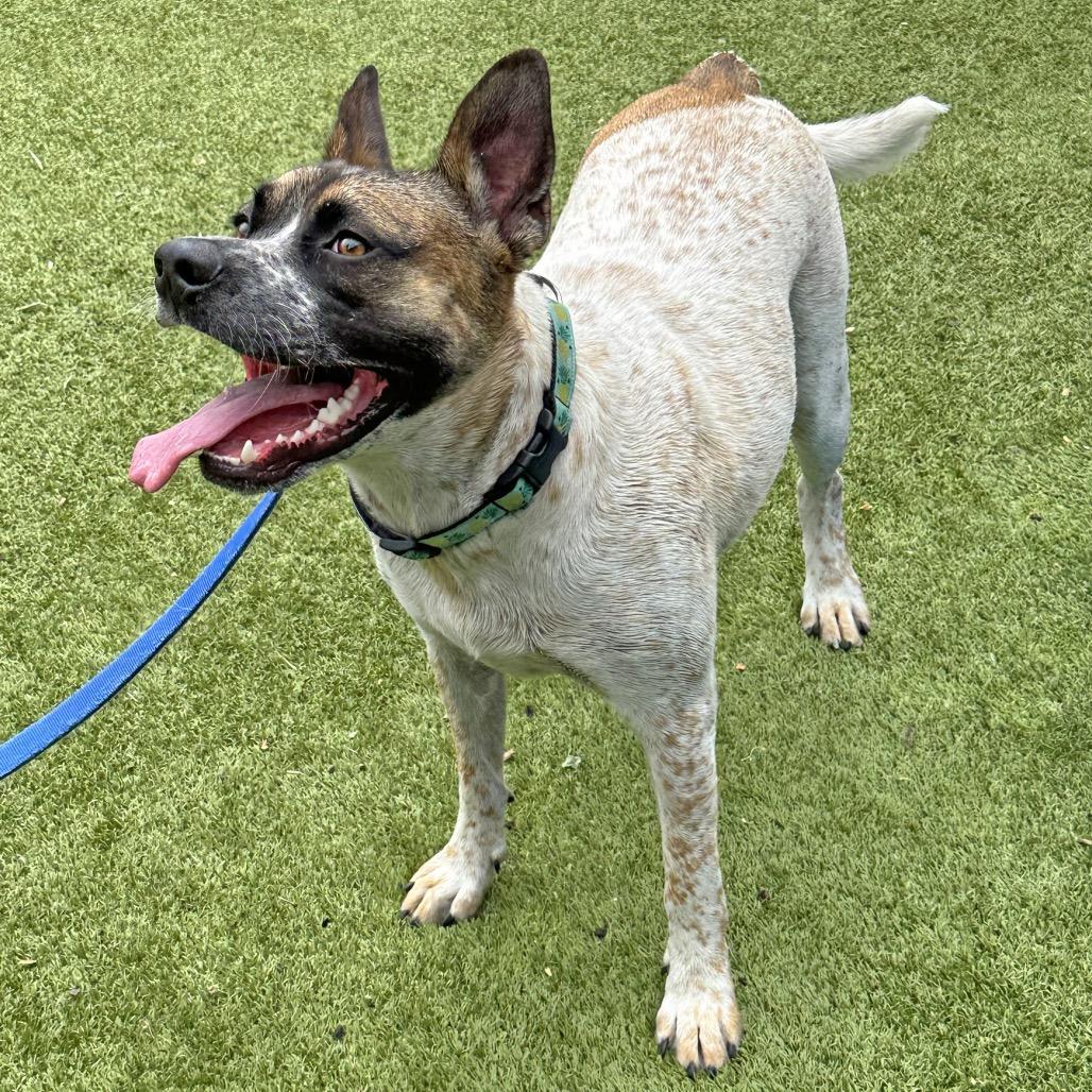 Enlarge Yarrow, a Adoptable Mixed Breed in Hailey, ID image 5/6