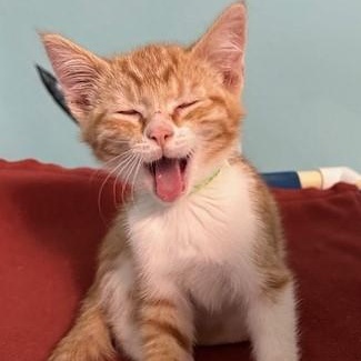 Steve - What a Cutie!, Baby Male Tabby