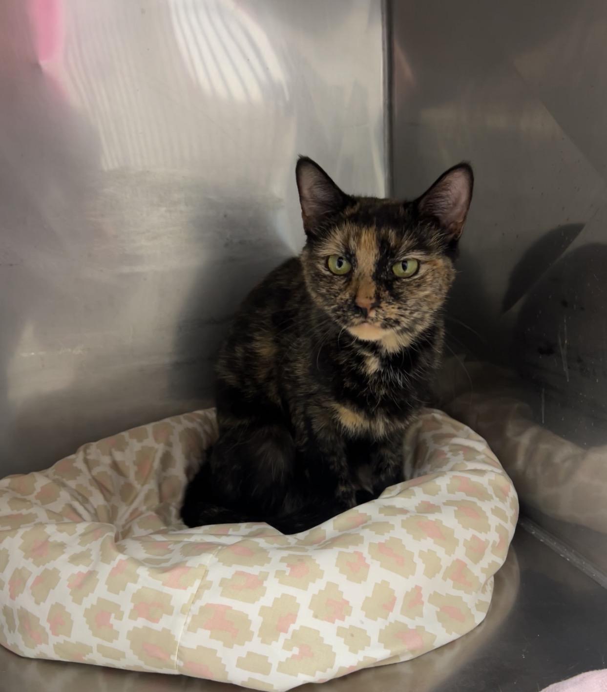 Troop Leader, ADOPTABLE, Young Female Domestic Short Hair & Tortoiseshell.