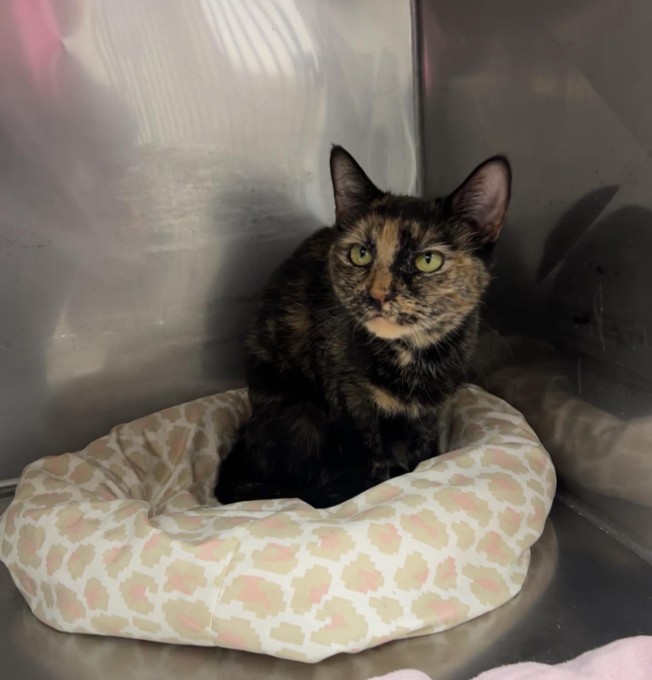 Enlarge Troop Leader, a ADOPTABLE mixed breed in Montville, NJ image 4/4