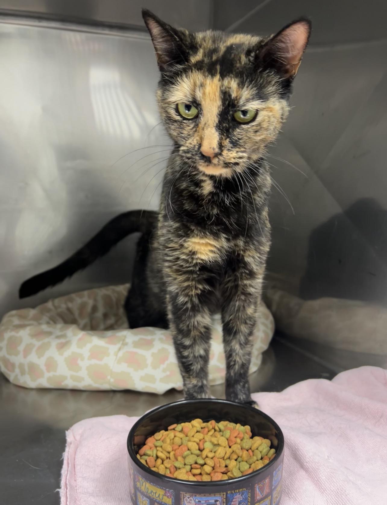 Troop Leader thumbnail 3