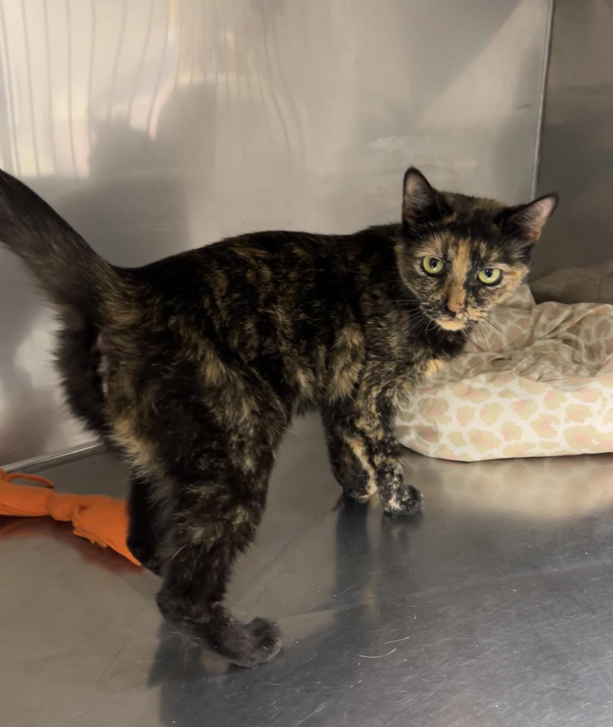 Enlarge Troop Leader, a ADOPTABLE mixed breed in Montville, NJ image 2/4