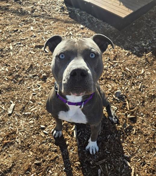 DASHER, Adoptable, Young Male American Staffordshire Terrier.