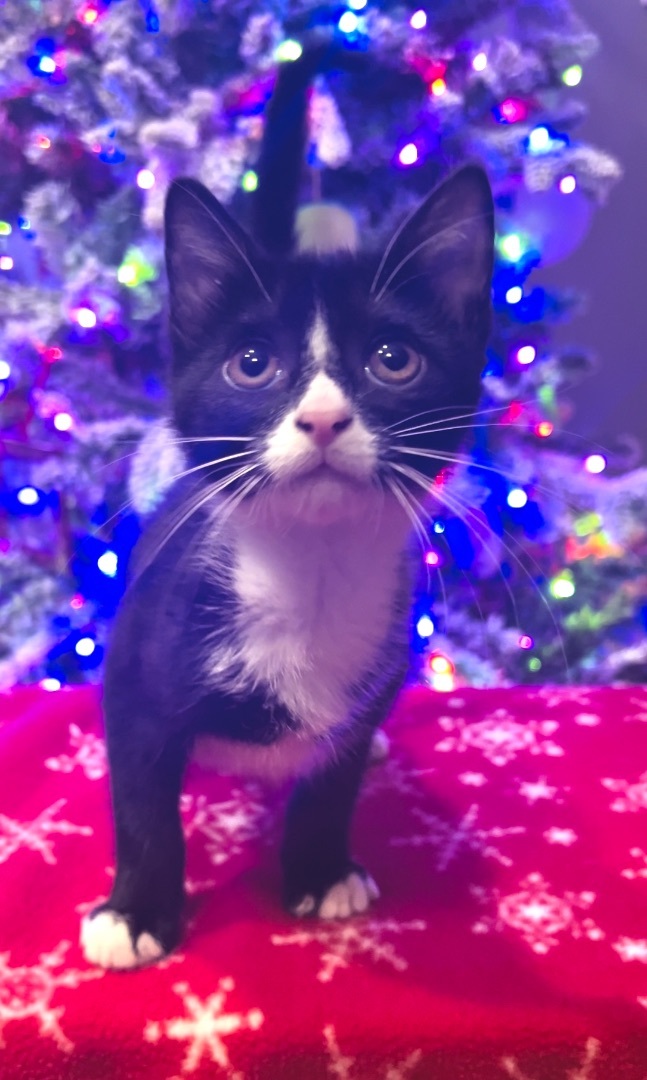 Henry , Adopted, Kitten Male Tuxedo.