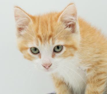 Sampson is the KING OF KUDDLES!!  Epic sweet with epic name!