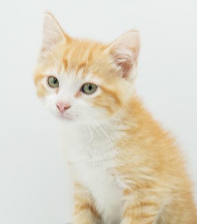 Sampson is the KING OF KUDDLES!!  Epic sweet with epic name!