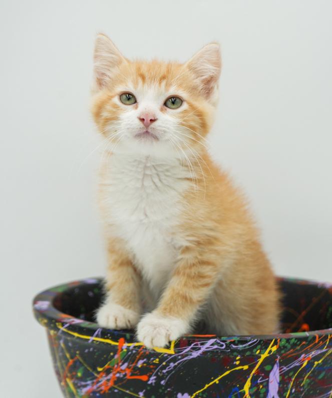 Sampson is the KING OF KUDDLES!!  Epic sweet with epic name!