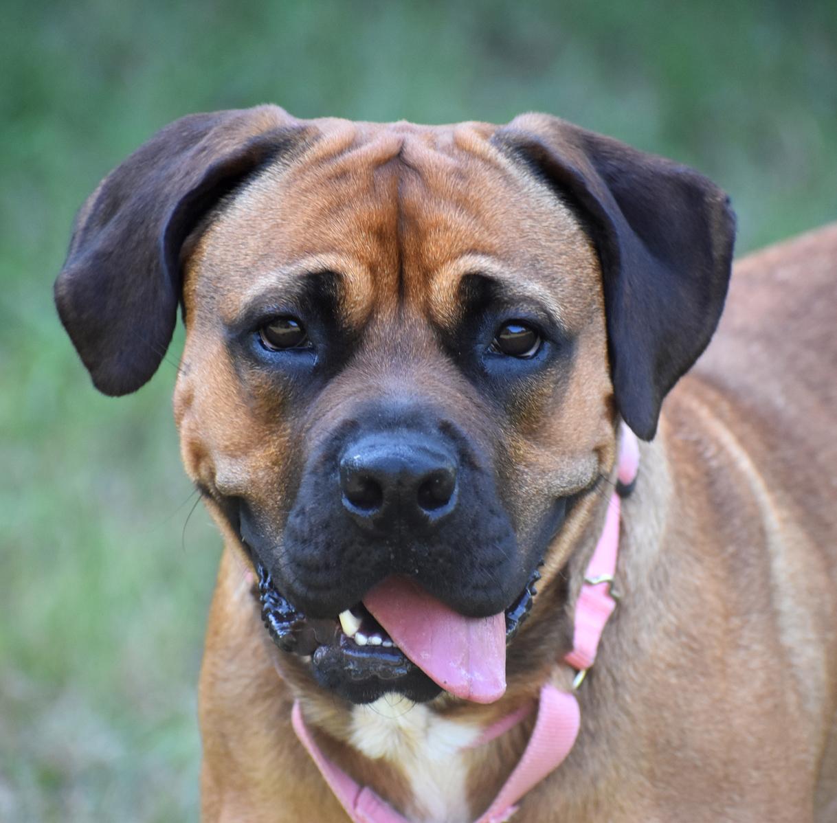Charlotte, a Adoptable mixed breed in Georgetown, TX image 1/6