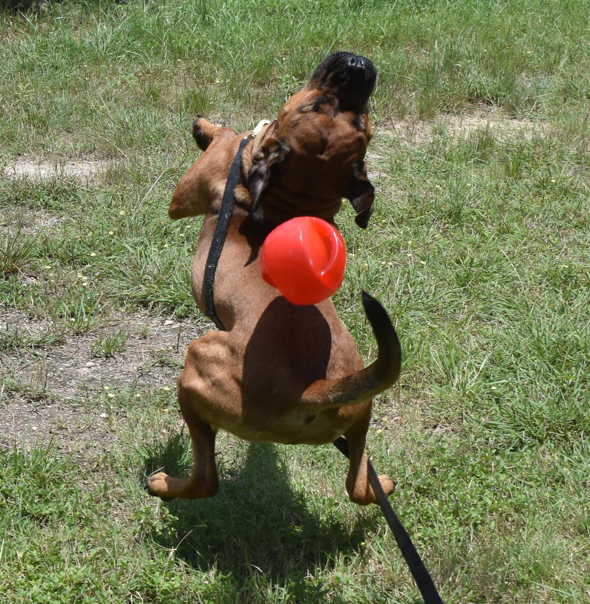 Charlotte, a Adoptable mixed breed in Georgetown, TX image 6/6