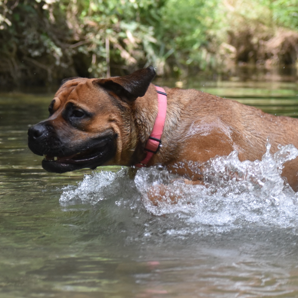 Charlotte, a Adoptable mixed breed in Georgetown, TX image 3/6