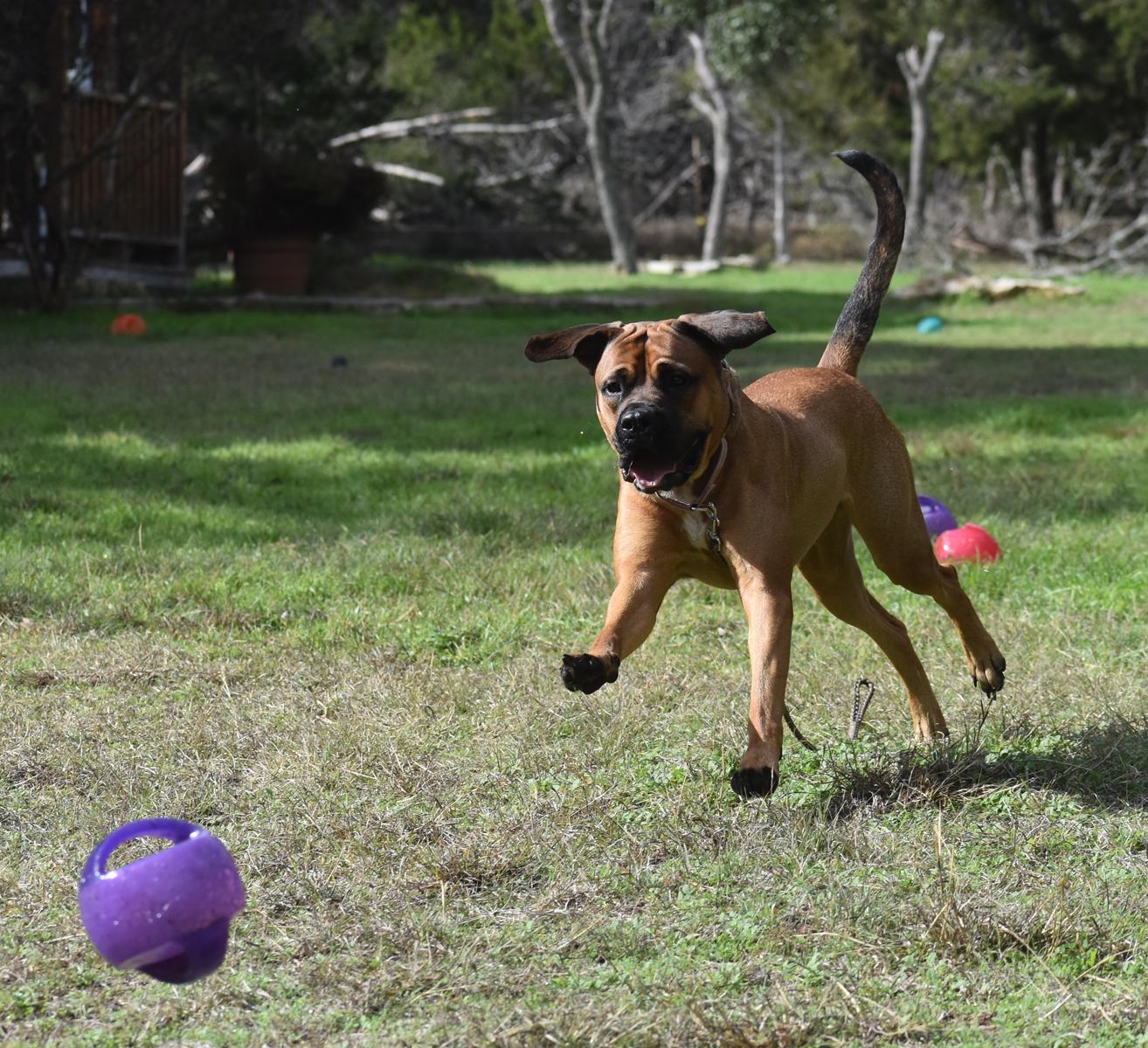 Charlotte, a Adoptable mixed breed in Georgetown, TX image 5/6