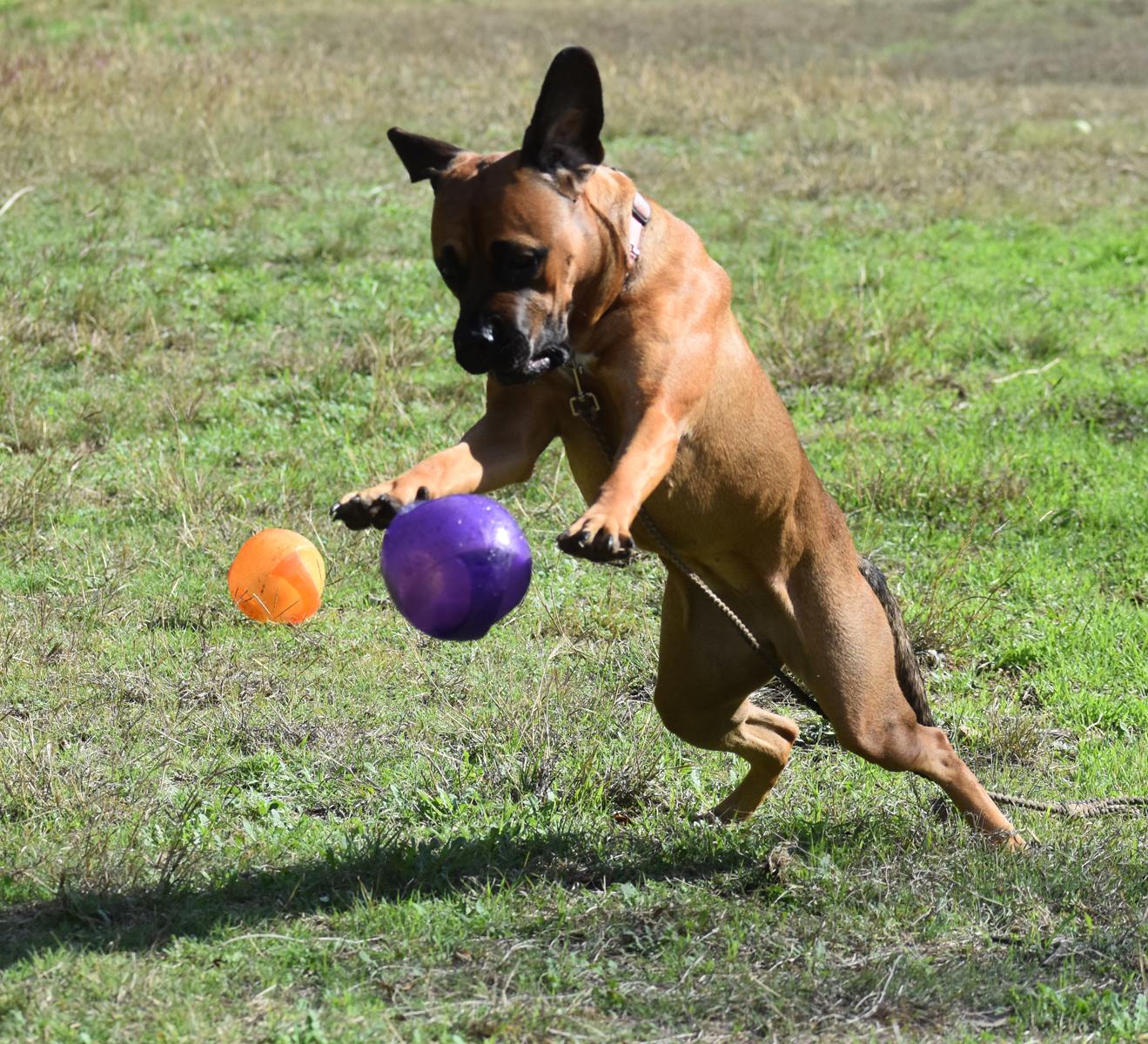 Charlotte, a Adoptable mixed breed in Georgetown, TX image 2/6