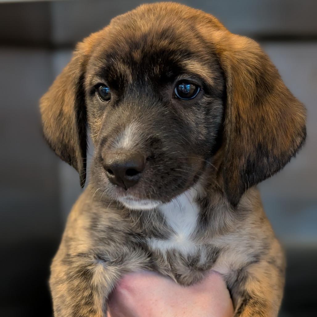 Enlarge Radish, a Adoptable Mixed Breed in Asheville, NC image 2/3