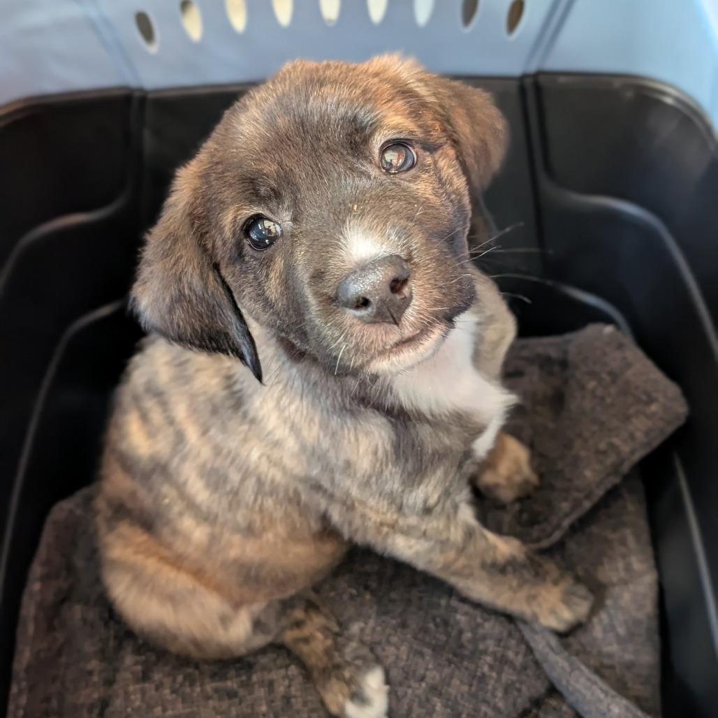 Enlarge Radish, a Adoptable Mixed Breed in Asheville, NC image 3/3