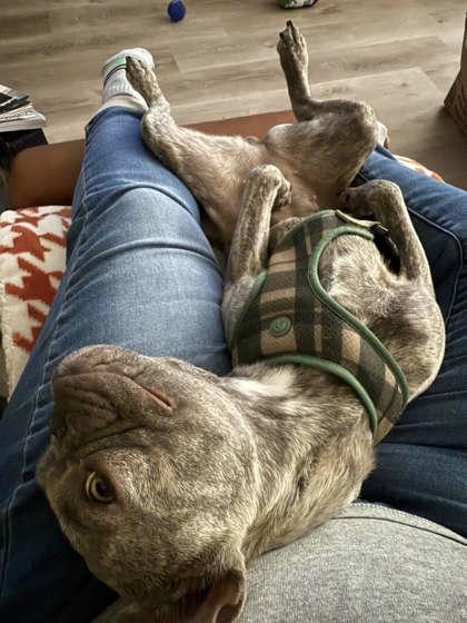 ZOE ZINNIA, an adopted French Bulldog in Bonney Lake, WA image 1/3