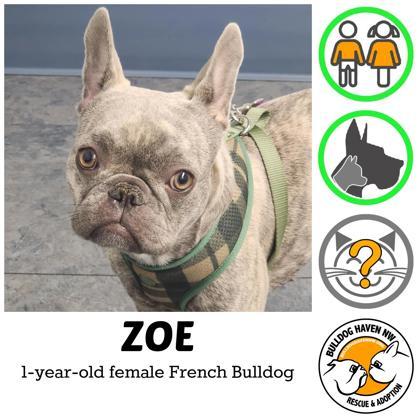 ZOE ZINNIA, an adopted French Bulldog in Bonney Lake, WA image 2/3