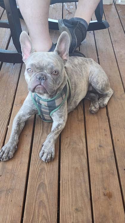 ZOE ZINNIA, an adopted French Bulldog in Bonney Lake, WA image 3/3