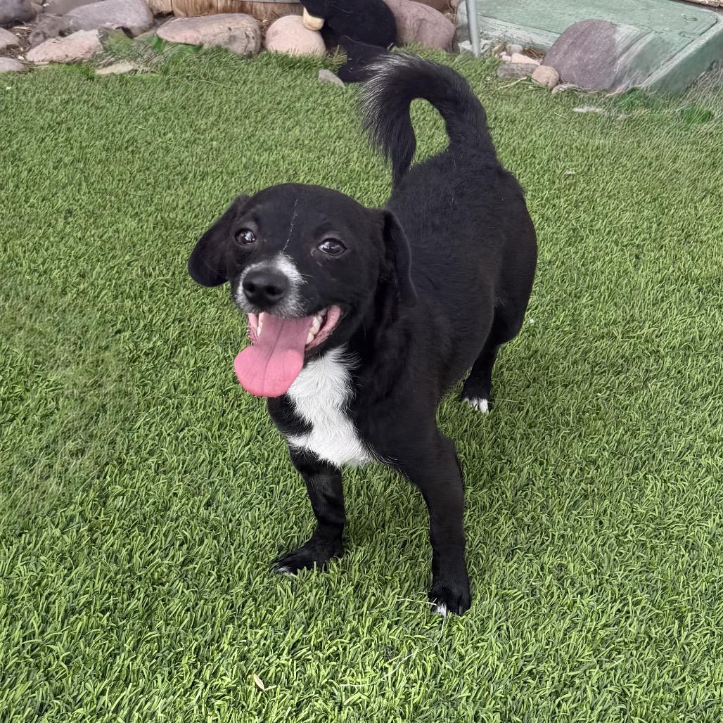 Samuel, Adoptable, Young Male Chihuahua & Mixed Breed.