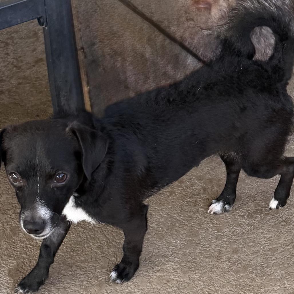 Enlarge Samuel, a Adoptable mixed breed in Las Vegas, NV image 2/2