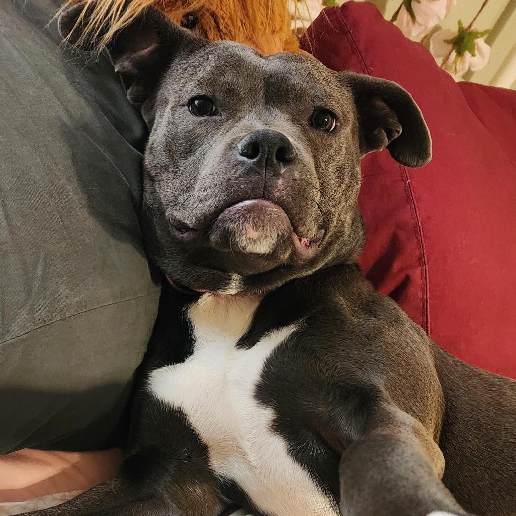 Enlarge Pip, a Adoptable Pit Bull Terrier in Abilene, TX image 1/6