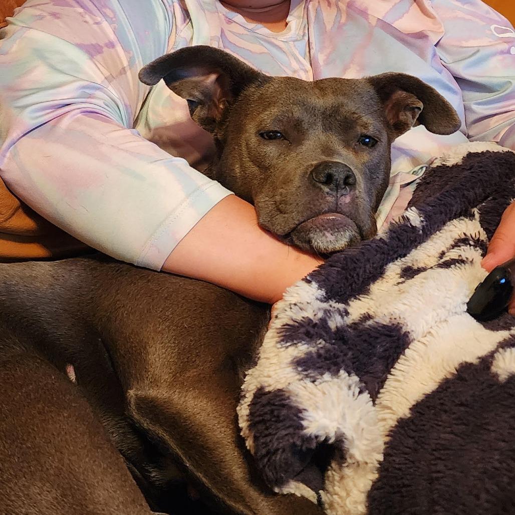 Enlarge Pip, a Adoptable Pit Bull Terrier in Abilene, TX image 2/6