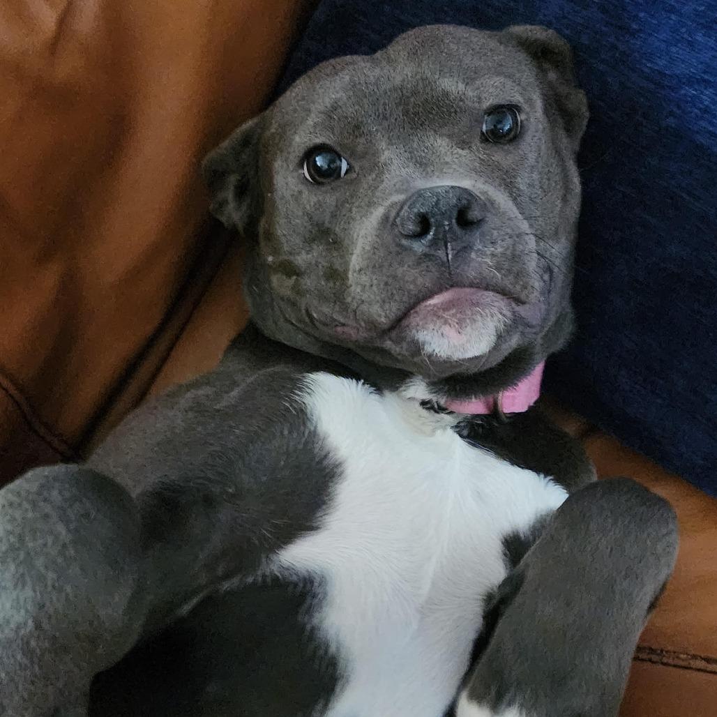 Enlarge Pip, a Adoptable Pit Bull Terrier in Abilene, TX image 3/6