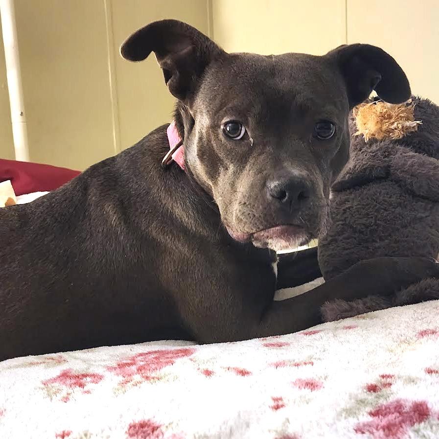 Enlarge Pip, a Adoptable Pit Bull Terrier in Abilene, TX image 4/6