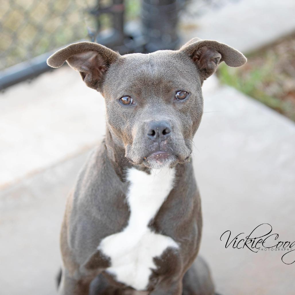 Enlarge Pip, a Adoptable Pit Bull Terrier in Abilene, TX image 5/6