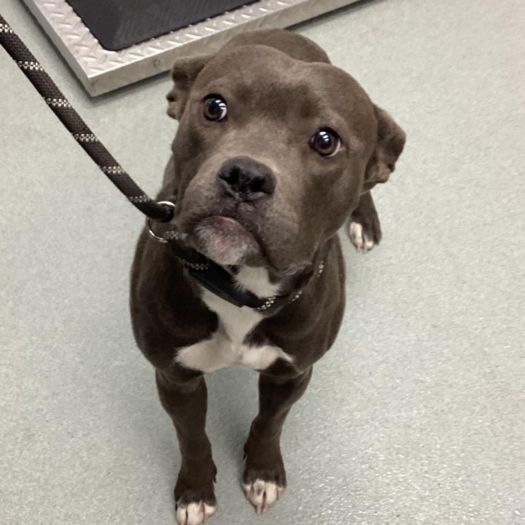 Enlarge Pip, a Adoptable Pit Bull Terrier in Abilene, TX image 6/6