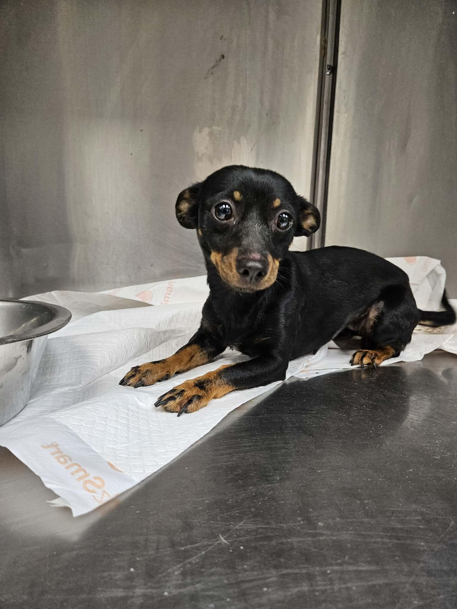Dara, ADOPTABLE, Young Female Miniature Pinscher & Chihuahua.