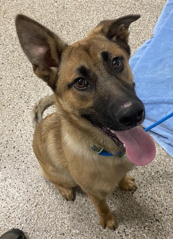 River, Adoptable, Young Male German Shepherd Dog & Labrador Retriever.