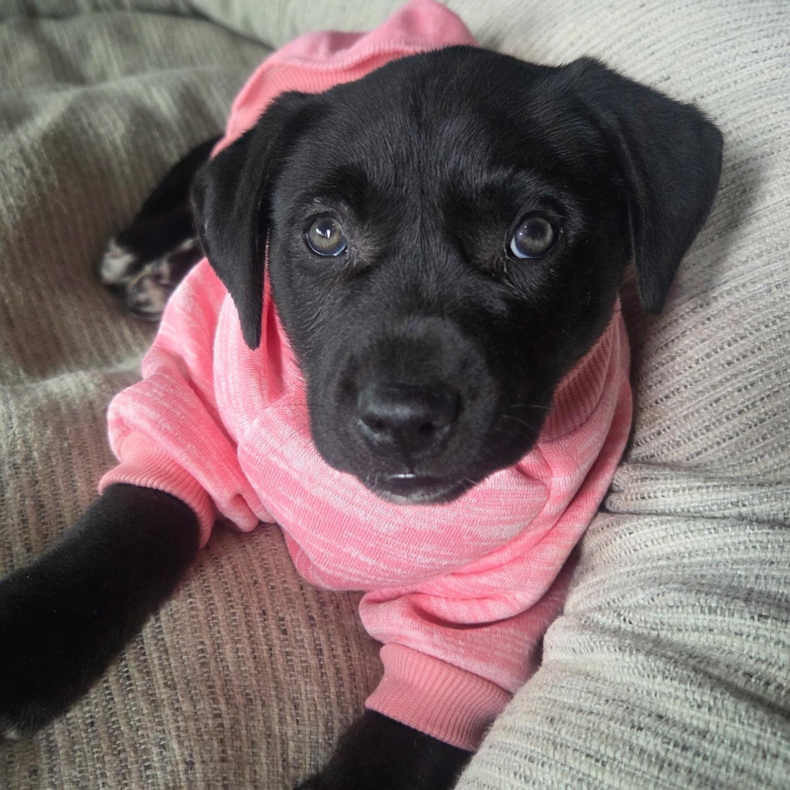 Kaya, ADOPTABLE, Puppy Female Labrador Retriever.