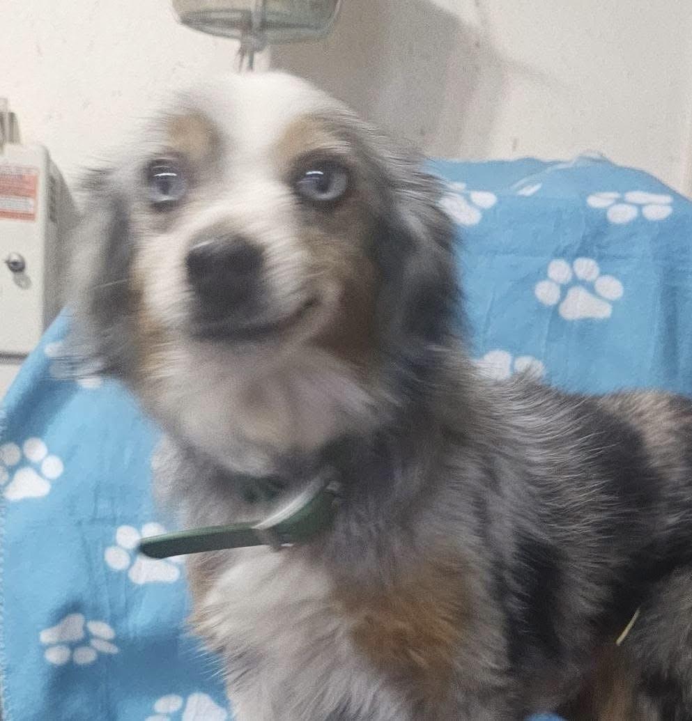 Gunny, an adopted mixed breed in Pocatello, ID image 6/6