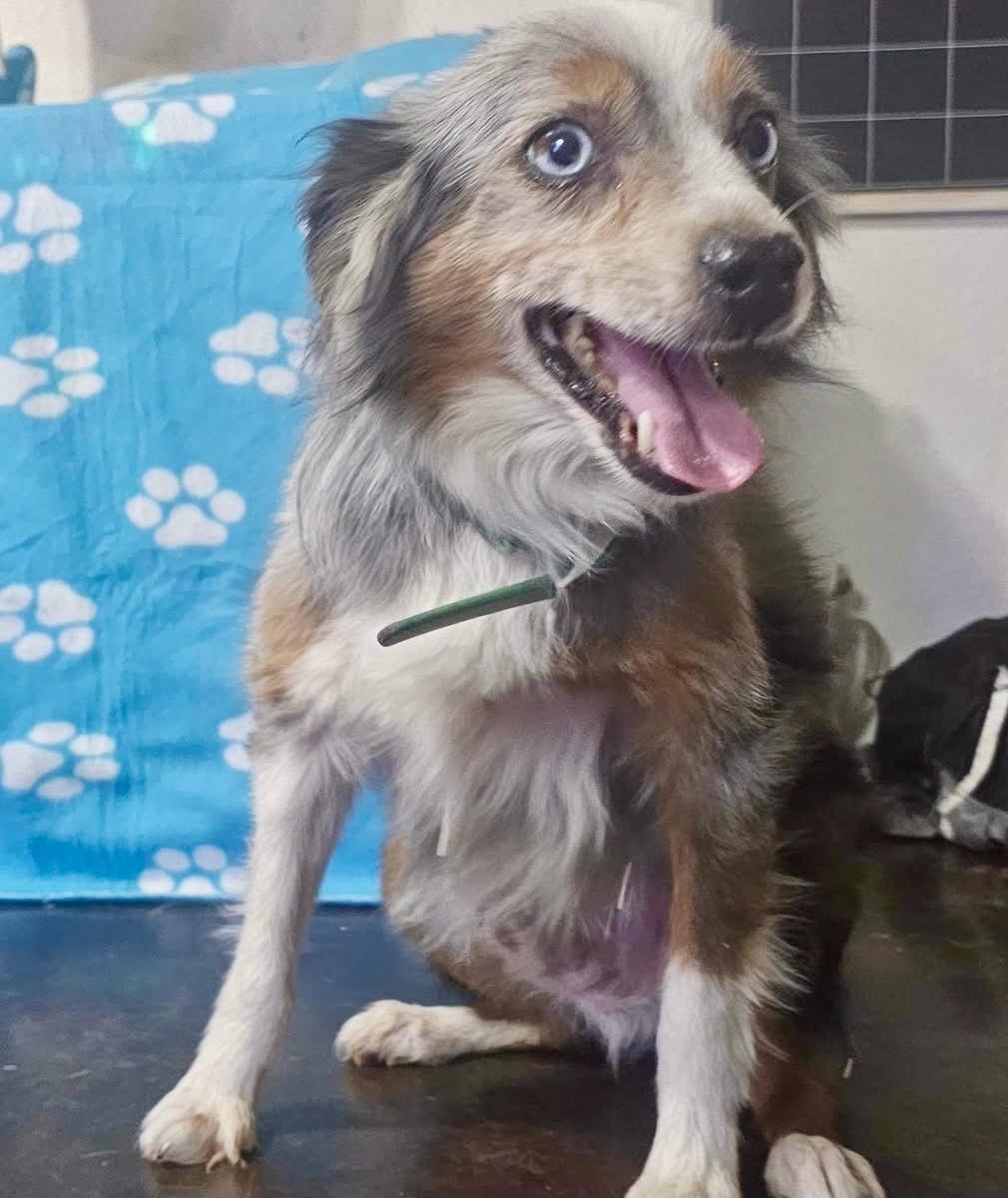 Gunny, an adopted mixed breed in Pocatello, ID image 4/6