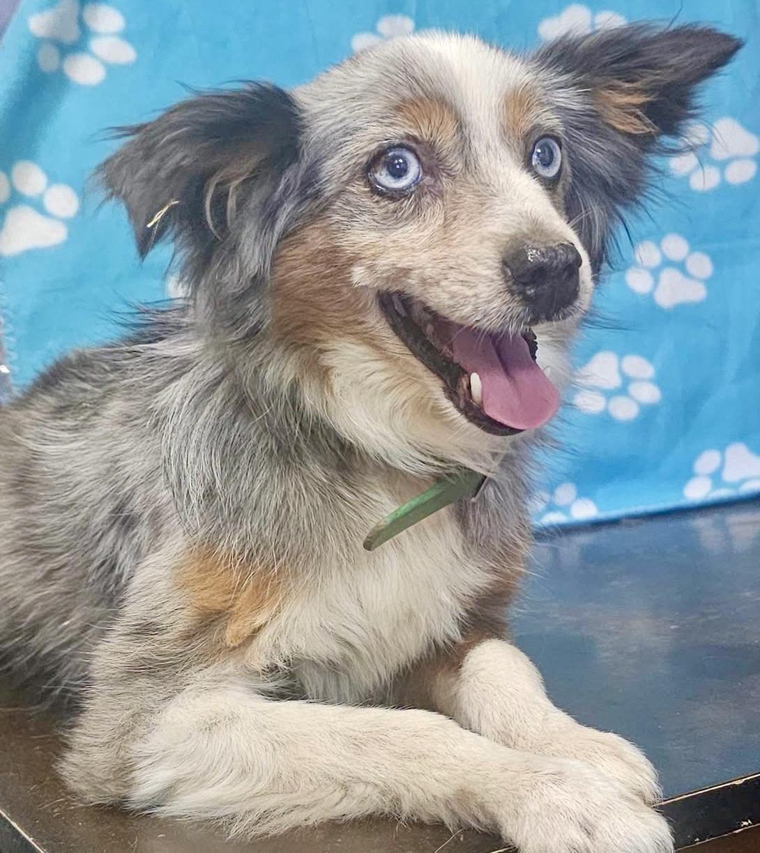 Gunny, an adopted mixed breed in Pocatello, ID image 3/6
