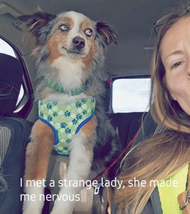Gunny, an adopted mixed breed in Pocatello, ID image 5/6