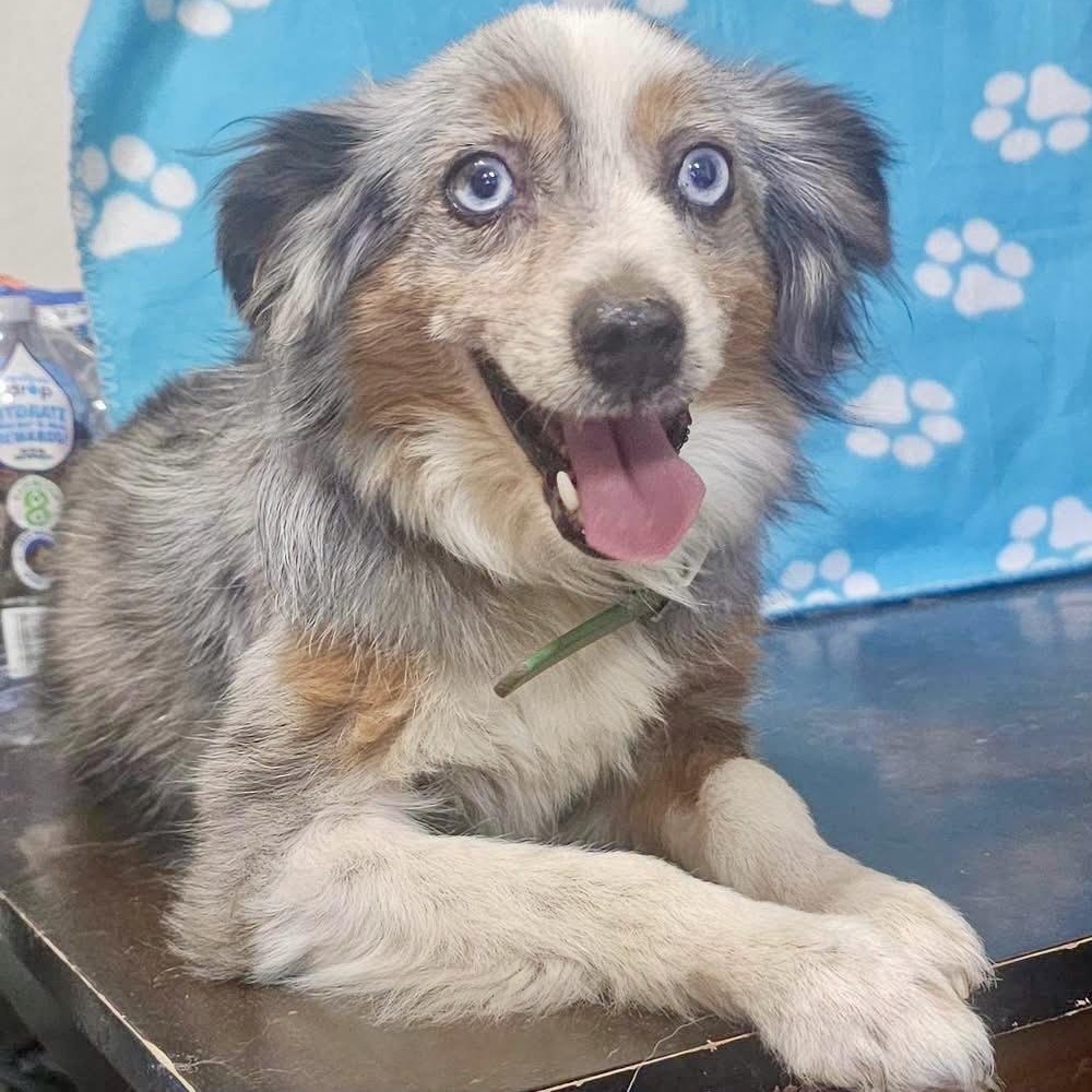 Gunny, adopted, Adult Male Australian Shepherd.