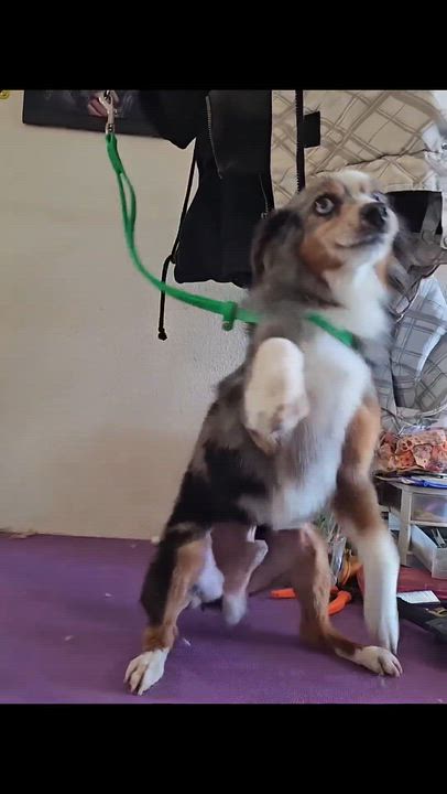 Enlarge Gunny, an adopted mixed breed in Pocatello, ID video 2/6