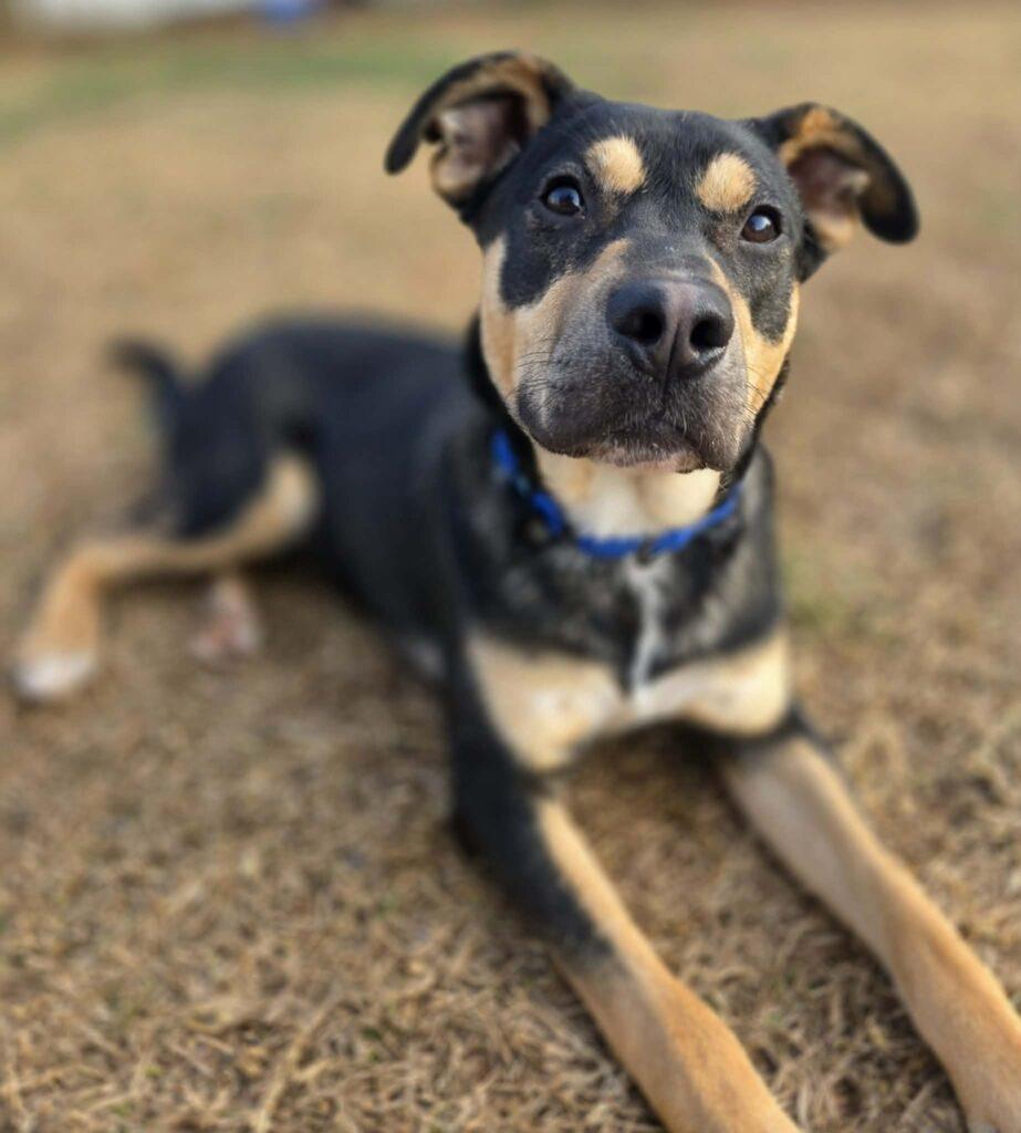 Rebel, a ADOPTABLE mixed breed in Red Hook, NY image 3/5