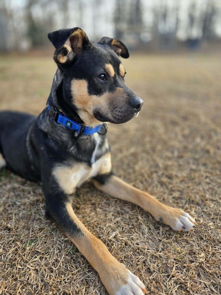 Rebel, a ADOPTABLE mixed breed in Red Hook, NY image 1/5