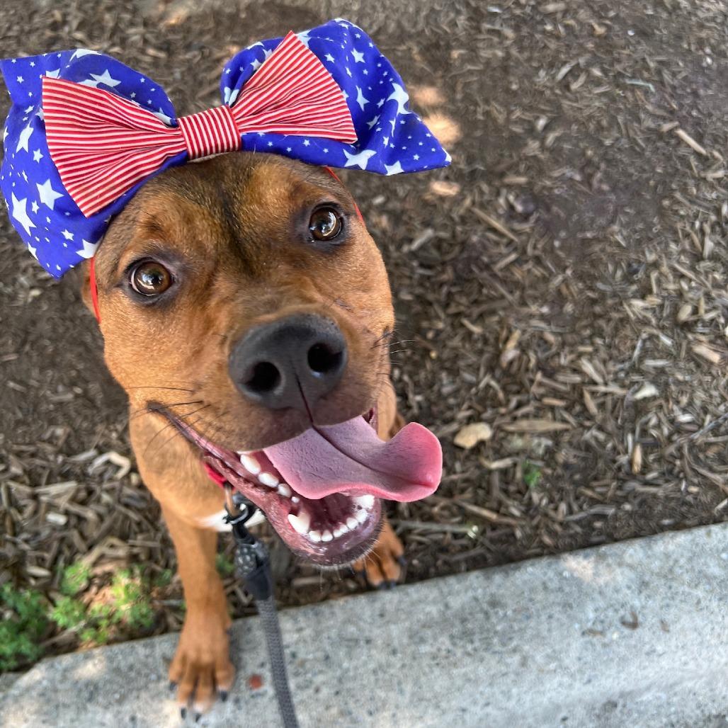 Enlarge Athena, a Adoptable mixed breed in Concord, NC image 1/5