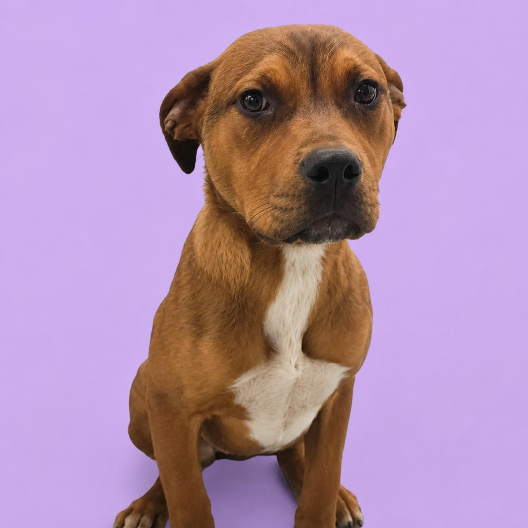 Enlarge Athena, a Adoptable mixed breed in Concord, NC image 2/5