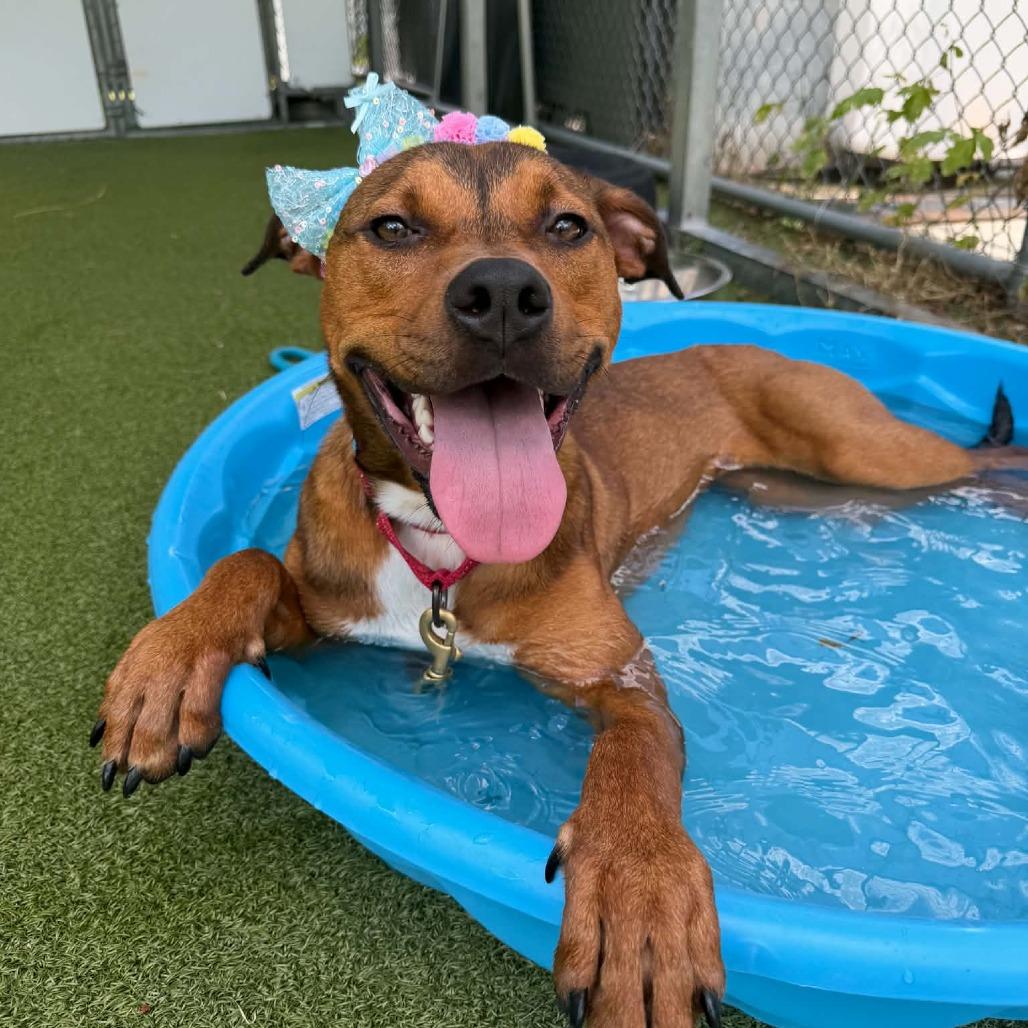 Enlarge Athena, a Adoptable mixed breed in Concord, NC image 3/5