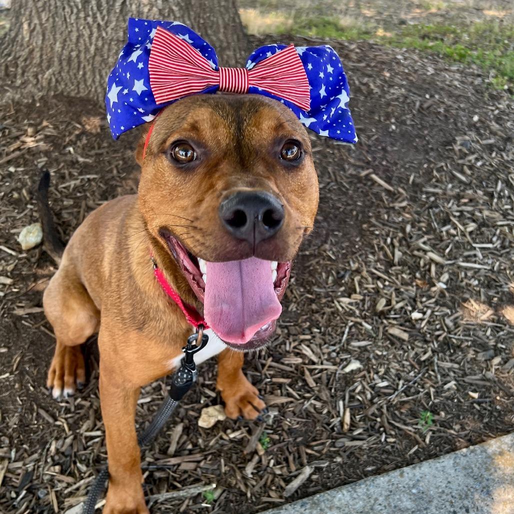 Enlarge Athena, a Adoptable mixed breed in Concord, NC image 4/5