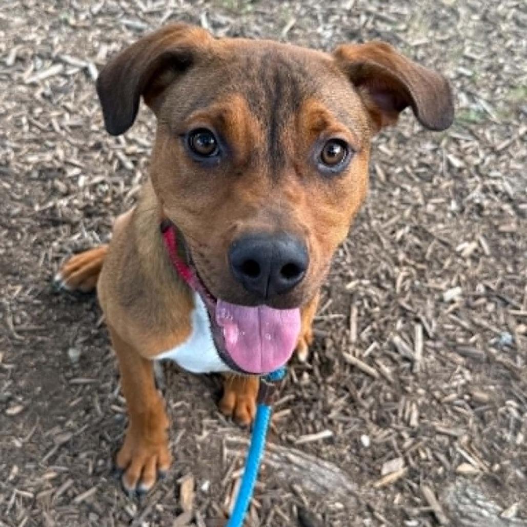 Enlarge Athena, a Adoptable mixed breed in Concord, NC image 5/5
