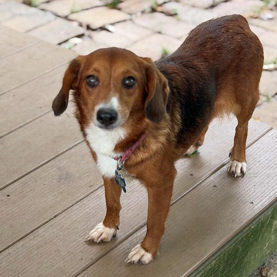 Enlarge Amadi Belmont, a Adoptable mixed breed in London, OH image 2/6