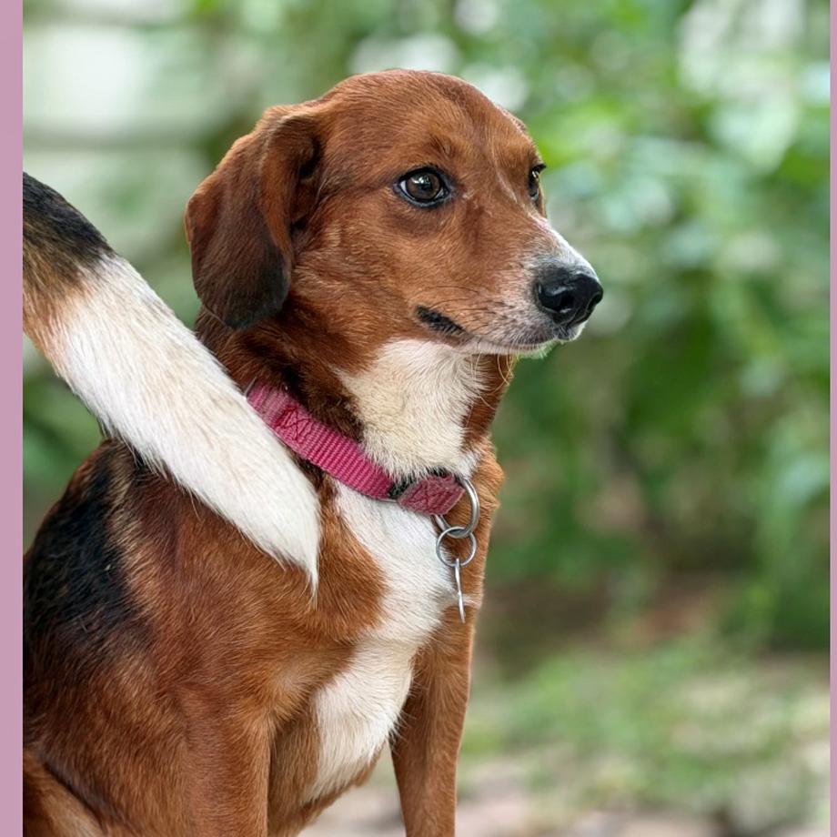 Enlarge Amadi Belmont, a Adoptable mixed breed in London, OH image 4/6