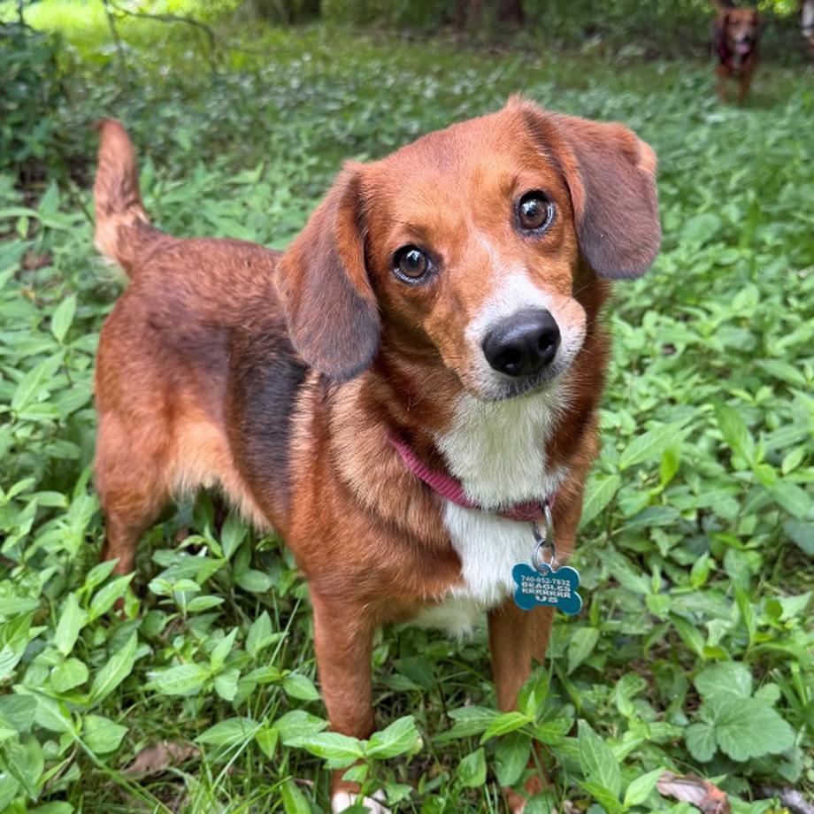 Enlarge Amadi Belmont, a Adoptable mixed breed in London, OH image 1/6
